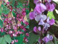 Цветы долихос или гиацинтовые бобы Долихос лиана выращивание из семян