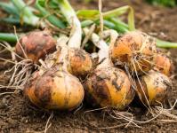 Многоярусный лук: выращивание, полезные свойства