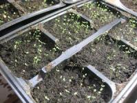 Алиссум: выращивание из семян в домашних условиях