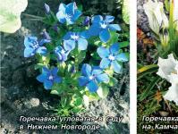Горечавка — разнообразна и прекрасна Горечавка период цветения